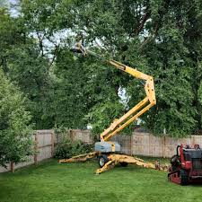 Tree and Shrub Care in Bloomington, CA