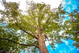 Best Arborist Consultation Services  in Bloomington, CA