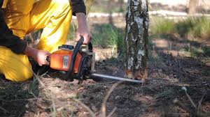 Best Tree Risk Assessment  in Bloomington, CA