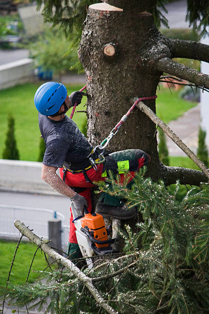 Best Grass Overseeding  in Bloomington, CA