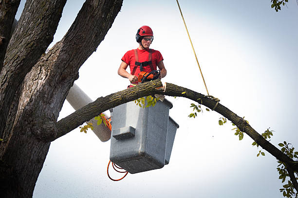 Best Palm Tree Trimming  in Bloomington, CA